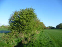 Hedgerows & ditches Avery Hill
